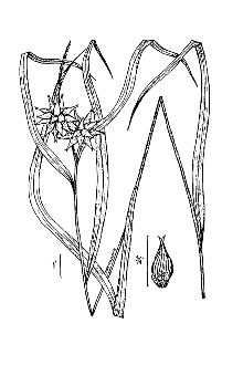 <i>Carex asa-grayi</i> L.H. Bailey