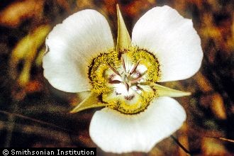 Gunnison's Mariposa Lily
