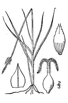 <i>Carex parallela</i> auct. non (Laest.) Sommerf.