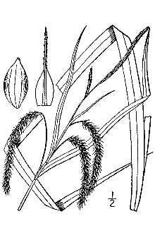 <i>Carex crinita</i> Lam. var. gynandra (Schwein.) Schwein. & Torr.