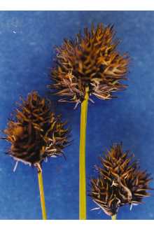 <i>Carex nubicola</i> Mack.