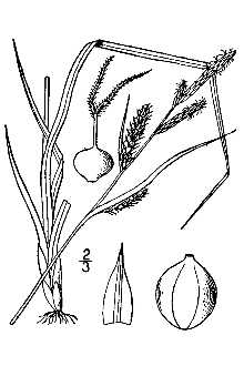 <i>Carex rousseaui</i> Raymond