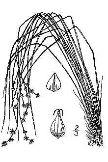 <i>Carex atlantica</i> L.H. Bailey var. capillacea (L.H. Bailey) Cronquist