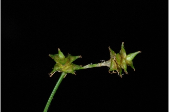<i>Carex mohriana</i> Mack.