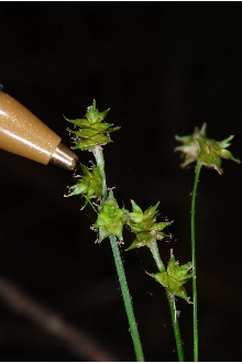 <i>Carex howei</i> Mack. var. capillacea (L.H. Bailey) Fernald