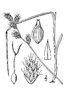 <i>Carex straminea</i> Willd. ex Schkuhr var. invisa W. Boott