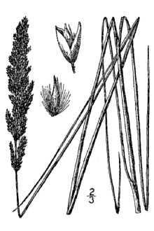 <i>Calamagrostis inexpansa</i> A. Gray var. novae-angliae Stebbins