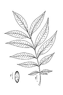 <i>Carya oliviformis</i> (Michx. f.) Nutt.