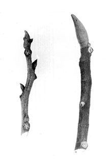 <i>Carya oliviformis</i> (Michx. f.) Nutt.