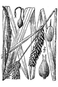 <i>Carex lacustris</i> Willd. var. laxiflora Dewey