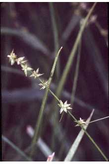 <i>Carex interior</i> L.H. Bailey var. keweenawensis F.J. Herm.