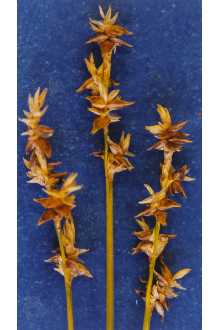 <i>Carex interior</i> L.H. Bailey ssp. charlestonensis Clokey