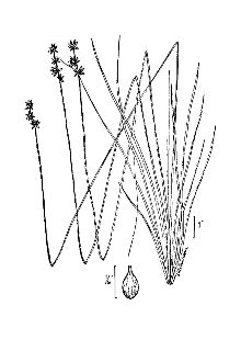 <i>Carex interior</i> L.H. Bailey ssp. charlestonensis Clokey