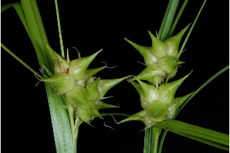 <i>Carex intumescens</i> Rudge var. fernaldii L.H. Bailey