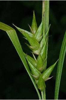 <i>Carex intumescens</i> Rudge var. fernaldii L.H. Bailey
