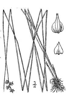 <i>Carex echinata</i> Murray var. conferta (Chapm.) L.H. Bailey