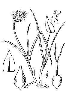 <i>Carex incurva</i> Lightf.