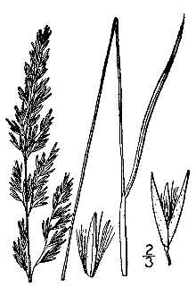<i>Calamagrostis canadensis</i> (Michx.) P. Beauv. var. acuminata Vasey ex Shear & Rydb.