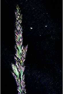 <i>Calamagrostis hyperborea</i> Lange var. elongata Kearney
