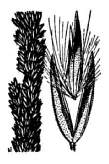 <i>Calamagrostis hyperborea</i> Lange var. americana (Vasey) Kearney