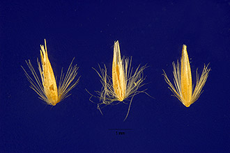 <i>Calamagrostis hyperborea</i> Lange var. americana (Vasey) Kearney