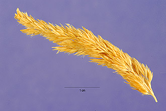 <i>Calamagrostis inexpansa</i> A. Gray var. brevior (Vasey) Stebbins
