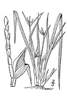 <i>Carex steudelii</i> Kunth