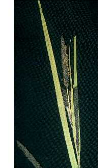 <i>Carex lenticularis</i> Michx. var. pallida (W. Boott) Dorn
