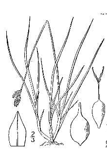<i>Carex bipartita</i> All. var. austromontana F.J. Herm.