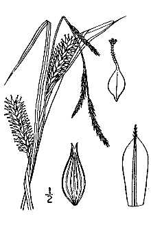 <i>Carex riparia</i> M.A. Curtis var. lacustris (Willd.) Kük.