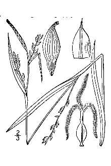 Broad Looseflower Sedge