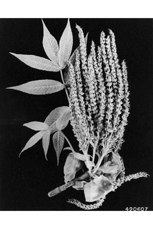<i>Hicoria laciniosa</i> (Michx. f.) Sarg.