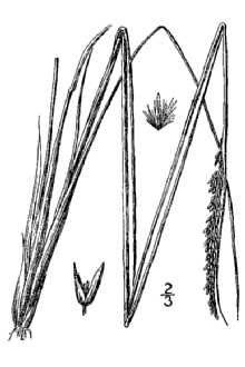 <i>Calamagrostis canadensis</i> (Michx.) P. Beauv. var. acuminata Vasey ex Shear & Rydb.