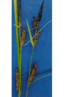 <i>Carex lasiocarpa</i> Ehrh. var. latifolia (Boeckeler) Gilly