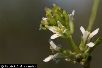 <i>Thelypodium lasiophyllum</i> (Hook. & Arn.) Greene var. inalienum B.L. Rob.