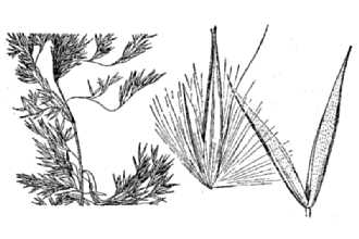 <i>Calamagrostis ×lactea</i> Beal (pro sp.), database artifact