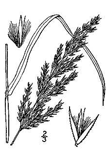 <i>Calamagrostis nubila</i> Louis-Marie