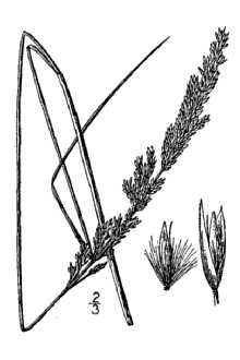 <i>Calamagrostis pickeringii</i> A. Gray var. lacustris (Kearney) Hitchc.