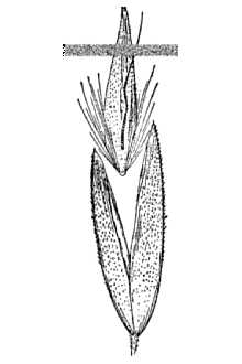 <i>Calamagrostis canadensis</i> (Michx.) P. Beauv. var. arcta Stebbins