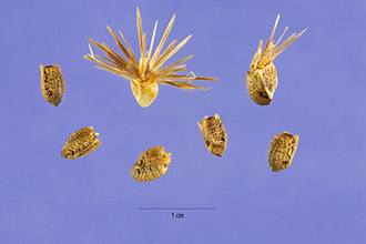 <i>Carthamus lanatus</i> L. ssp. baeticus (Boiss. & Reut.) Maire