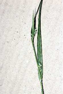 <i>Carex laxiflora</i> Lam. var. varians L.H. Bailey