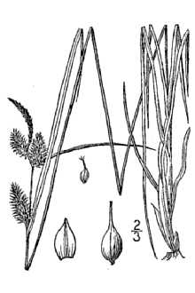 <i>Carex lepidocarpa</i> Tausch