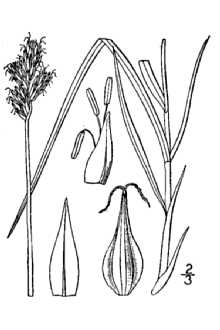 <i>Carex tracyi</i> auct. non Mack.