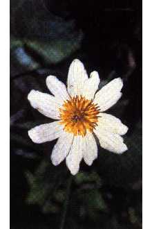 White Marsh Marigold