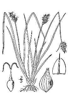 <i>Carex cephalophora</i> Muhl. ex Willd. var. leavenworthii (Dewey) Kük.