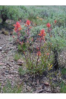 <i>Castilleja linariifolia</i> Benth. var. omnipubescens (Pennell) Clokey