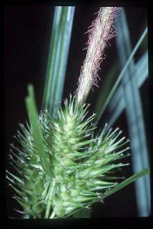 <i>Carex lupulina</i> Muhl. ex Willd. var. pedunculata A. Gray