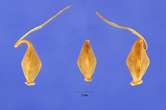 <i>Carex ×macounii</i> Dewey