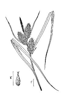 <i>Carex lupulina</i> Muhl. ex Willd. var. pedunculata A. Gray