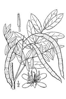 <i>Ditremexa marilandica</i> (L.) Britton & Rose